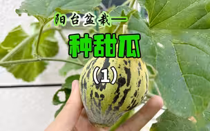 我三个月前盆栽种的甜瓜终于结果啦！
