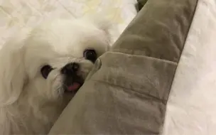 今天打雷下雨一整天，又吓破小胆了