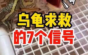 乌龟求救的7个信号，千万别忽视了！