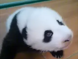 61日龄的妹猪，奶凶奶凶的