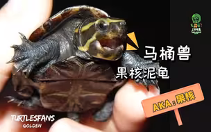 号称马桶兽的果核泥龟好养吗