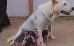 一窝小猪误将狗狗当妈妈，狗子喂完奶后生无可恋，小家伙嘴劲真大