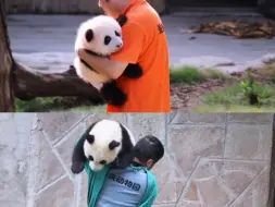 小五：墩墩，为什么我是抗回家，三妹是抱回家？男女差别这么大吗？