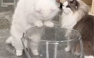 洗一只猫得歇半年，才有勇气洗下一只