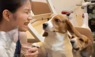 报告！龇牙对小狗真的很有用！