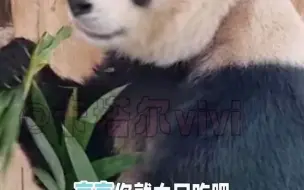 四海京京越来越喜欢新家了 爬高高大魔王重出江湖