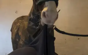 马儿：师傅你衣服好结实，明明都这么用力扯了