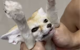 小狐狸投投降啦～
