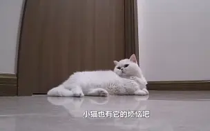 小猫不说话，但小猫爱你
