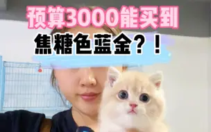 焦糖色蓝金多少能买？你的焦糖色蓝金，到底是蓝金还是焦糖色蓝金！