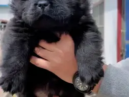 为国争光的中国唐狗 #五黑犬