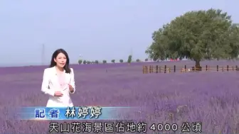香港TVB记者探访新疆伊犁薰衣草基地【TVB News搬运】
