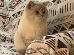 有些小猫真是从小圆到大的……