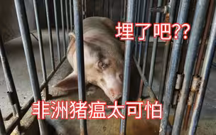 现在的非瘟如此猖獗  宁可错杀也不放过