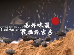 国外大叔使用吹箭在农场中清除害鸟