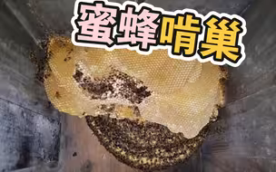 蜜蜂啃巢，是放弃的表现
