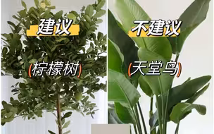 适合客厅摆放的8款绿植，懒人必备！