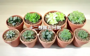 晶莹剔透的十二卷属兄弟