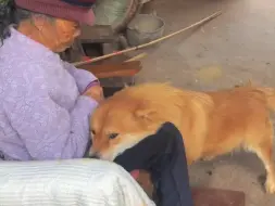 #中华田园犬 #不养狗不知道养狗的乐趣 #大黄狗 #狗狗等主人