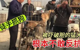 3条百斤的猛犬被贩卖，狗贩子直接徒手抓狗，狗子们早已被吓破胆