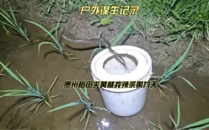 错把辣条当斤货黄鳝夹进桶里当时把我尿了还好它自己飞出来了