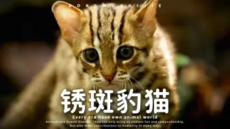 世界上最小的哈基米，锈斑豹猫