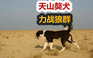 新疆巨型猛犬，天山獒犬又名哈萨克牧羊犬，能打退狼群