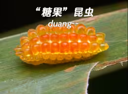 谁能想到，明明是昆虫，却偏偏长成了糖果的模样！