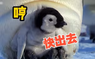 企鹅爸爸出门捕鱼，把小企鹅送“幼鹅园”