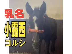 【黄金船产驹】小露西 （赤红传说2024）初次放牧精力旺盛