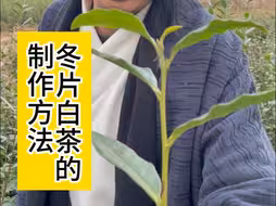 懒人版冬片白茶制作方法，最后有彩蛋 #冬片 #制茶