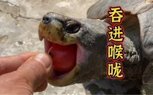 巨无霸亚巨喂食，张开大嘴，直接塞进喉咙，一口吞！