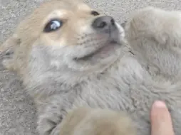 真舔狗