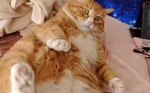 橘猫蛋糕  随便这么一推