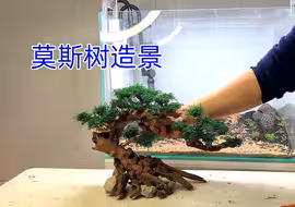 莫斯树造景，水草绿的不正常，你们看能养活吗