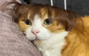 小母猫亲一口嘿嘿嘿