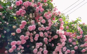 “可爱鬼  请你看花  要天天开心噢”