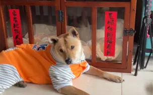 成功狗士