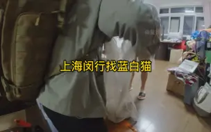 上海闵行寻蓝白猫：宠物侦探一出马，不一会便找到猫咪，让猫主人直呼神奇