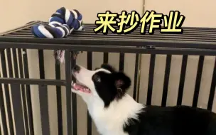 踩坑无数悟出来的极简养狗大法