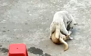 前方脑补高能画面，自古猫片多人看，如果是狗片呢？？