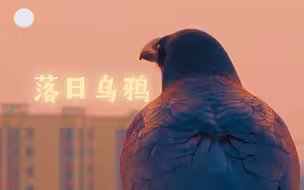 落日乌鸦