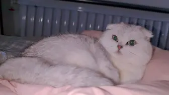 未经同意摸小猫猫的下场