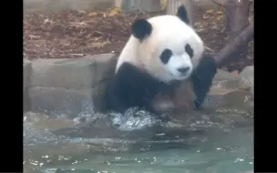在玻璃房泡澡的小多多太可爱了