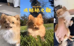 🎵 洗袜袜之歌 🎵