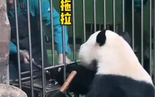 萌二能有多双标？欧耶奶妈你来啦！黄莲奶爸你来了。