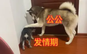 让绝育后的二哈与发情的母狗共处一室，会发生什么？