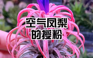 空气凤梨｜授粉教学