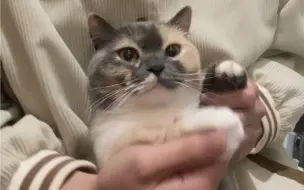 不一定需要糖和玫瑰