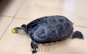 据说小乌龟都喜欢吃葡萄？